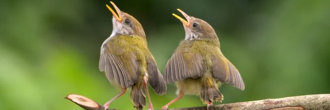 chasse a la glu illegale france