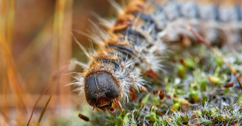 L’été est là, les bestioles aussi… et elles piquent !