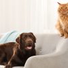 Chat et chien en appartement : comment rendre heureux mon animal ?