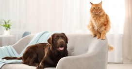 Chat et chien en appartement : comment rendre heureux mon animal ?