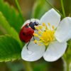 Vous comptez les points des coccinelles ? Voici ce qu'ils signifient vraiment Vous comptez les points des coccinelles ? Voici ce qu'ils signifient vraiment
