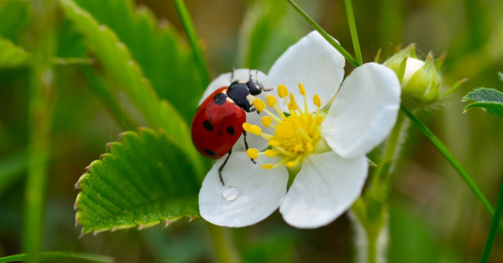 Pourquoi les coccinelles ont-elle des points ?