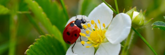 points des coccinelles