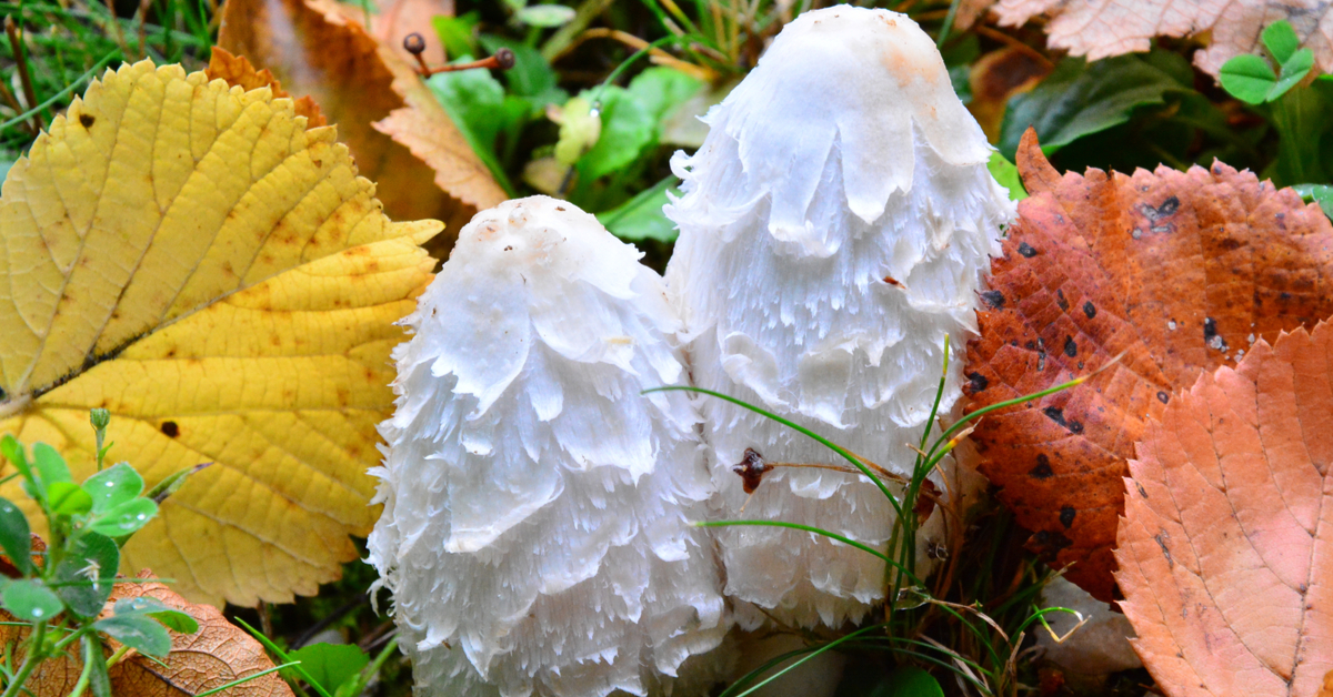 Le coprin chevelu, aussi bon pour la santé que pour les papilles