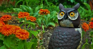 Comment faire fuir les oiseaux du potager et du verger ? Comment faire fuir les oiseaux du potager et du verger ?