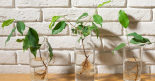 Bouturer un ficus Benjamina au mois de juin Bouturer un ficus Benjamina au mois de juin