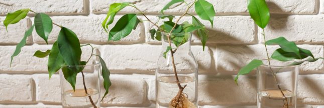 bouture ficus benjamina