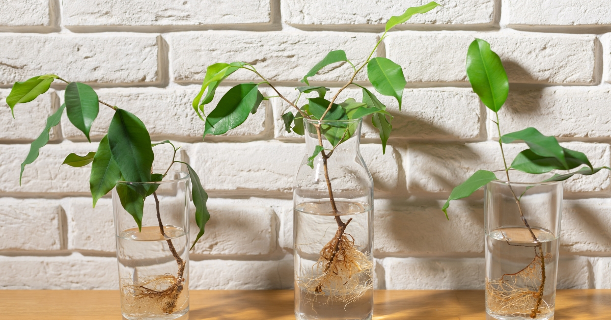 Bouturer un ficus Benjamina au mois de juin