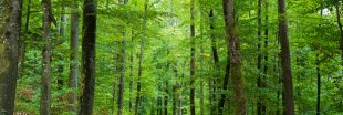 Pétition - Il faut sauver la forêt française pillée par les exploitants et la Chine
