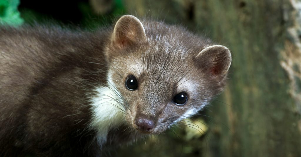 Dans la famille biodiversité ordinaire, parlons de la fouine !