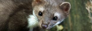Dans la famille biodiversité ordinaire, parlons de la fouine !