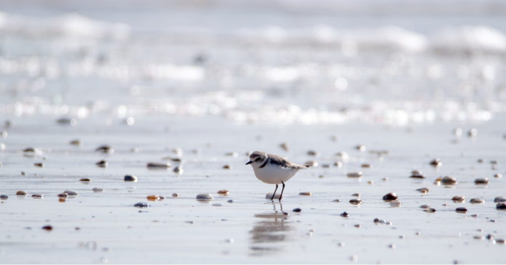 Dans la famille biodiversité ordinaire, protégeons le gravelot à collier