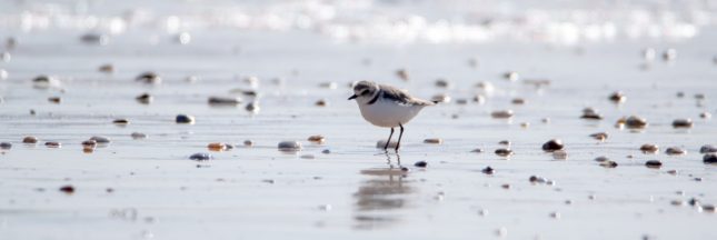 gravelot à collier interrompu