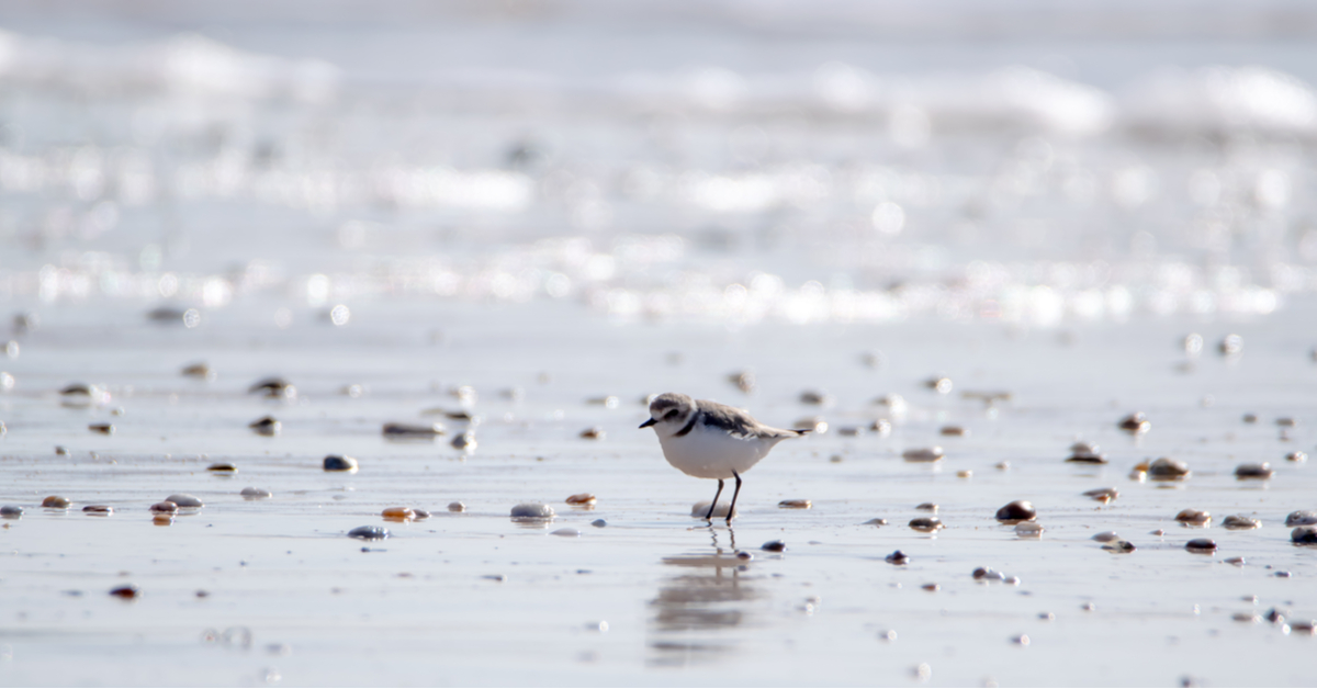 Dans la famille biodiversité ordinaire, protégeons le gravelot à collier