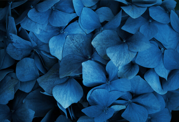 hortensia bleu