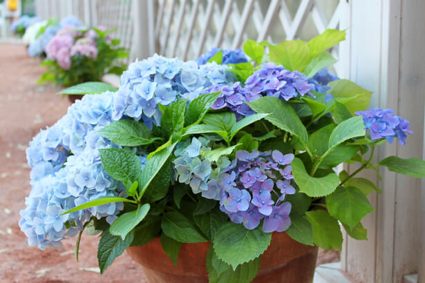 hortensia bleu