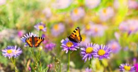 Insectes pollinisateurs – Il n’y a pas que les abeilles domestiques ! Insectes pollinisateurs – Il n’y a pas que les abeilles domestiques !