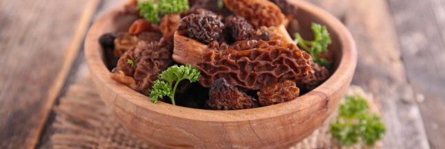 les morilles, aliment à ne pas manger cru