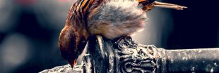 Comment aider les oiseaux eux aussi victimes des canicules
