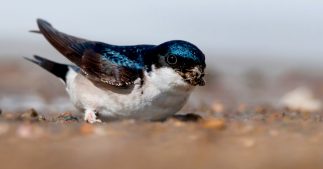 L'effondrement des populations d'oiseaux, même des plus communs, se poursuit L'effondrement des populations d'oiseaux, même des plus communs, se poursuit
