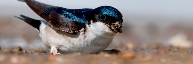 oiseaux communs en danger