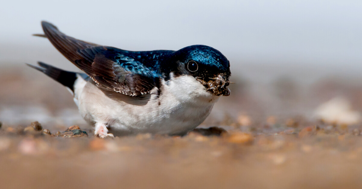 L'effondrement des populations d'oiseaux, même des plus communs, se poursuit