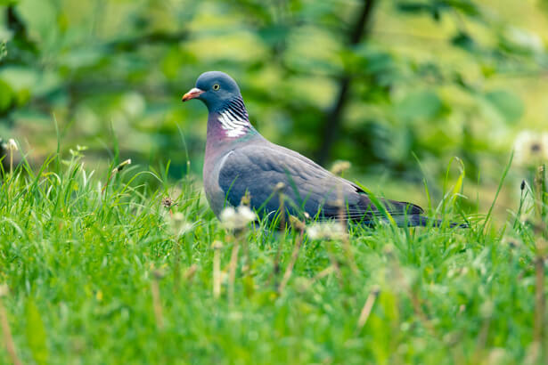 pigeon ramier