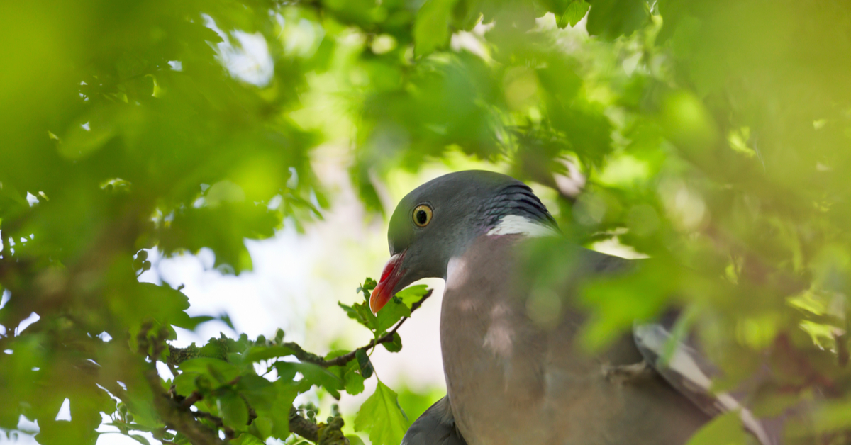 Dans la famille biodiversité ordinaire, découvrons le Pigeon ramier