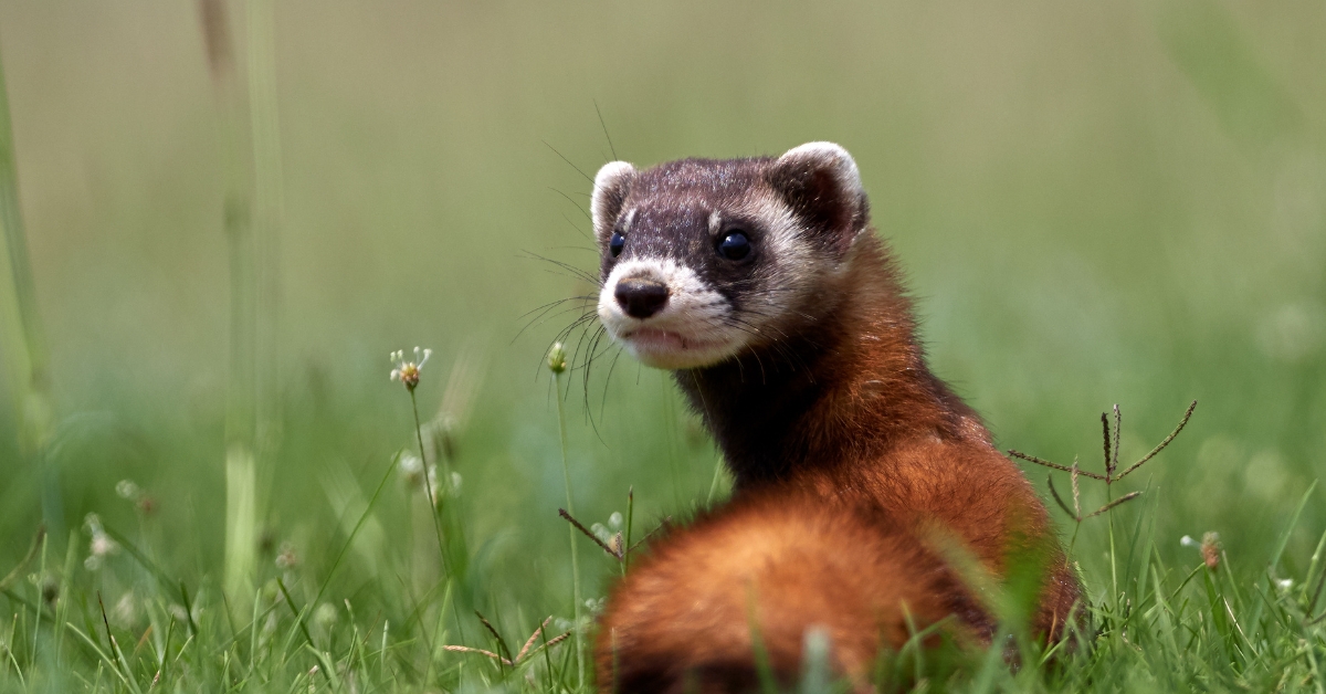 Dans la famille biodiversité ordinaire, protégeons le putois ! Dans la famille biodiversité ordinaire, protégeons le putois !