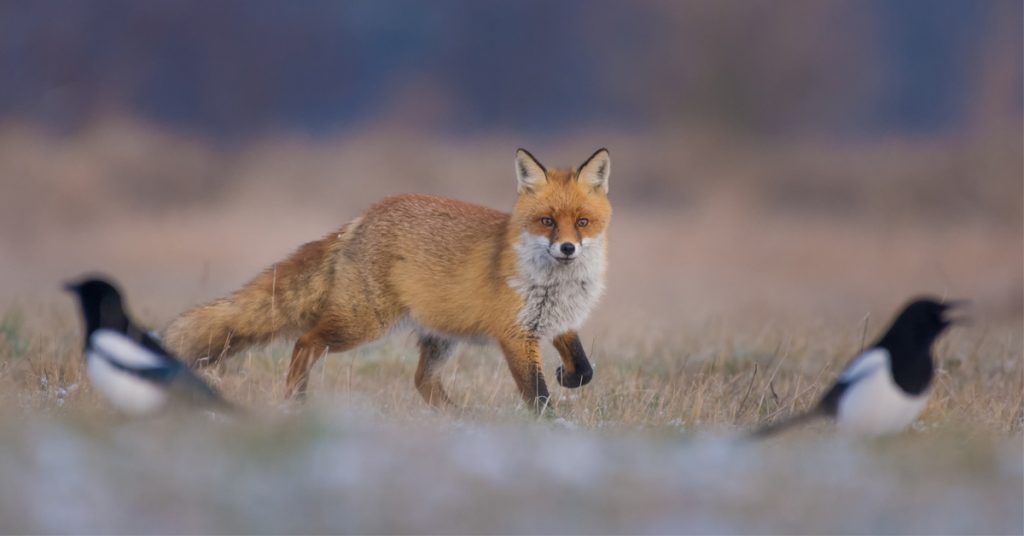 Abattage massif de renards en Seine Maritime : les  chasseurs déboutés par le tribunal
