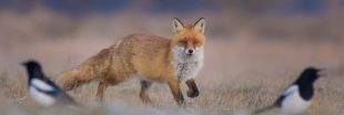 Abattage massif de renards en Seine Maritime : les  chasseurs déboutés par le tribunal