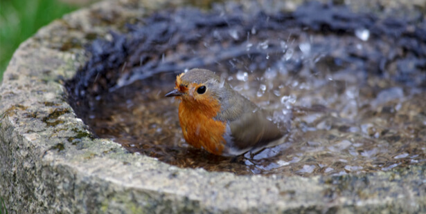 canicule oiseaux