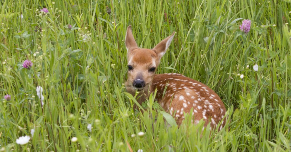 ‘Sauvons Bambi’ des drones au service de la biodiversité