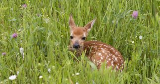 'Sauvons Bambi' des drones au service de la biodiversité