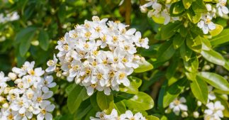 Tous les conseils pour tailler l'oranger du Mexique Tous les conseils pour tailler l'oranger du Mexique