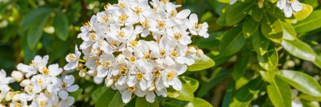 tailler oranger du mexique