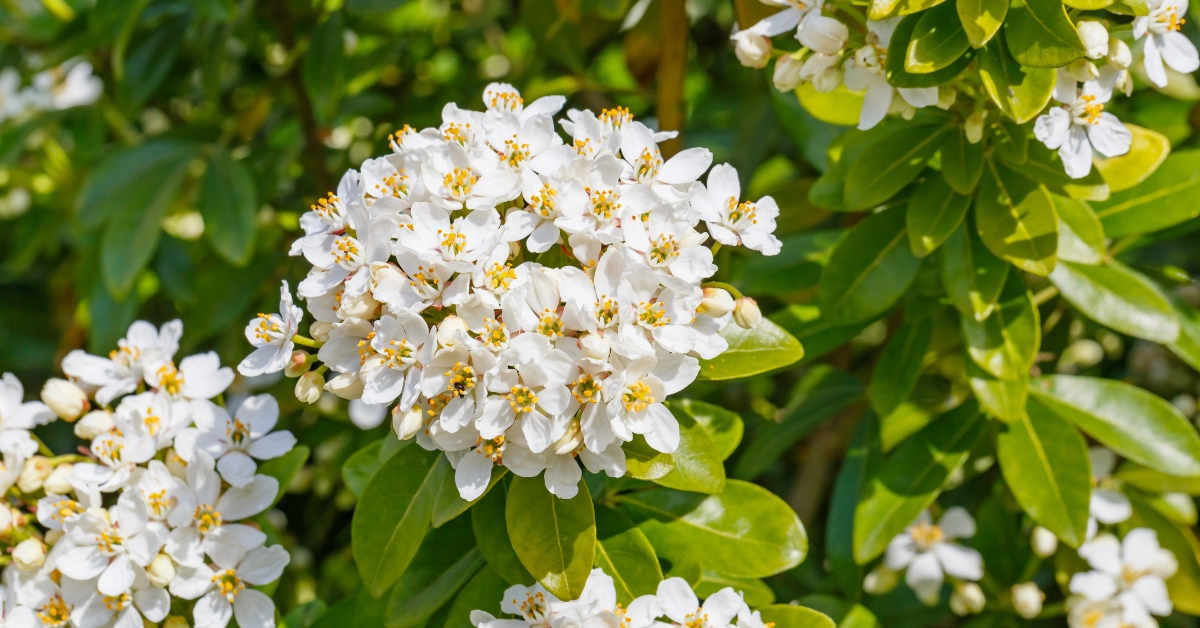 Tous les conseils pour tailler l'oranger du Mexique