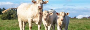 Une solution pour limiter la pollution, des masques pour les... vaches !