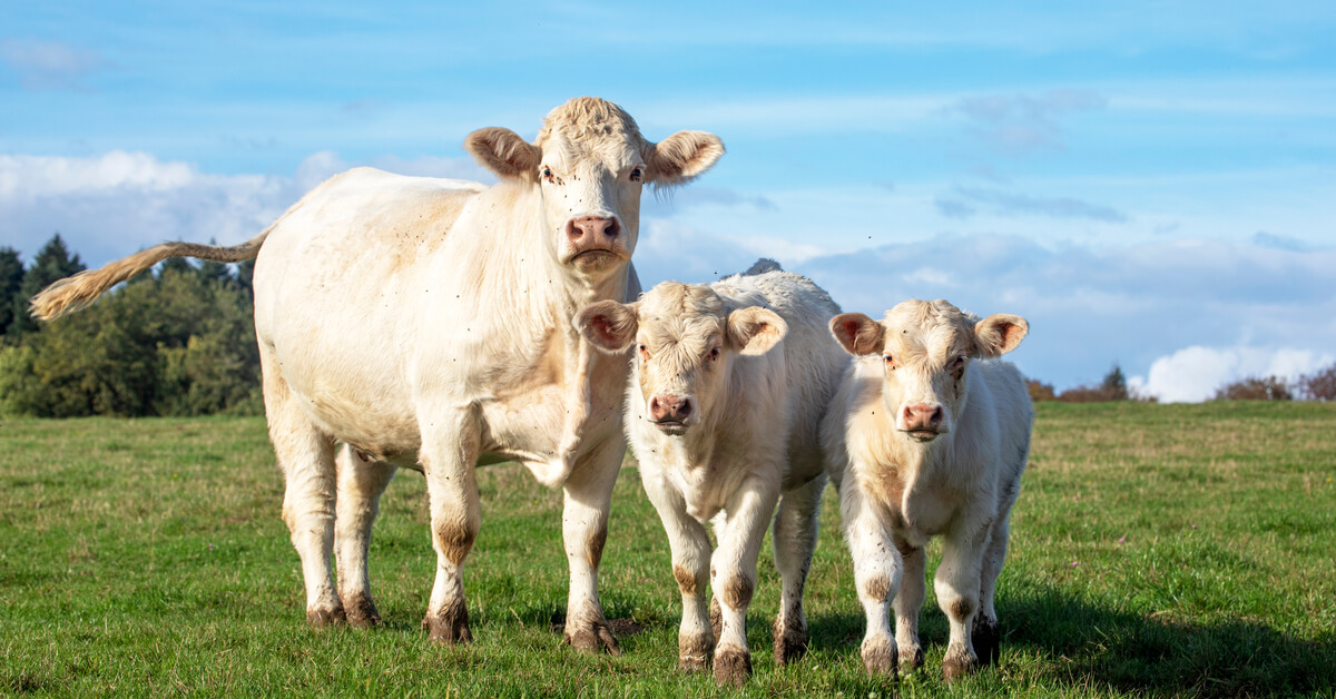 Une solution pour limiter la pollution, des masques pour les... vaches !