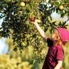7 façons de favoriser la biodiversité dans votre verger 7 façons de favoriser la biodiversité dans votre verger