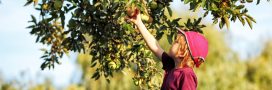 7 façons de favoriser la biodiversité dans votre verger 7 façons de favoriser la biodiversité dans votre verger