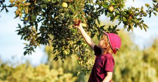 7 façons de favoriser la biodiversité dans votre verger 7 façons de favoriser la biodiversité dans votre verger