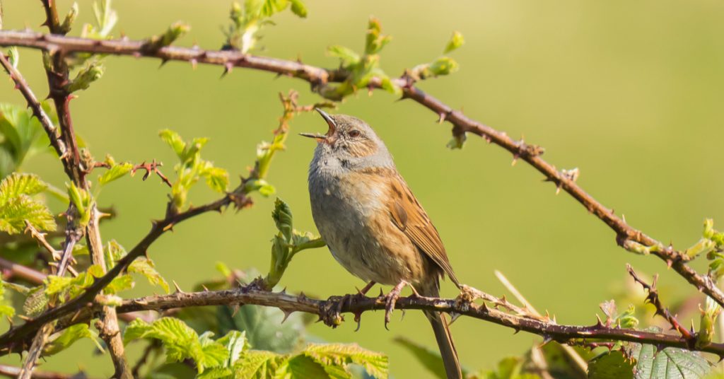 Dans la famille biodiversité ordinaire, parlons de l’accenteur mouchet