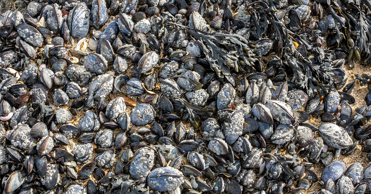 Plus d'un milliard d'animaux marins grillés vifs durant le dôme de chaleur au Canada Plus d'un milliard d'animaux marins grillés vifs durant le dôme de chaleur au Canada