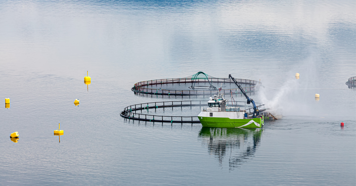 Première mondiale : l'Argentine interdit l'élevage de saumons en Terre de Feu