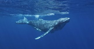 Les baleines deviendraient sourdes à cause du déminage en mer