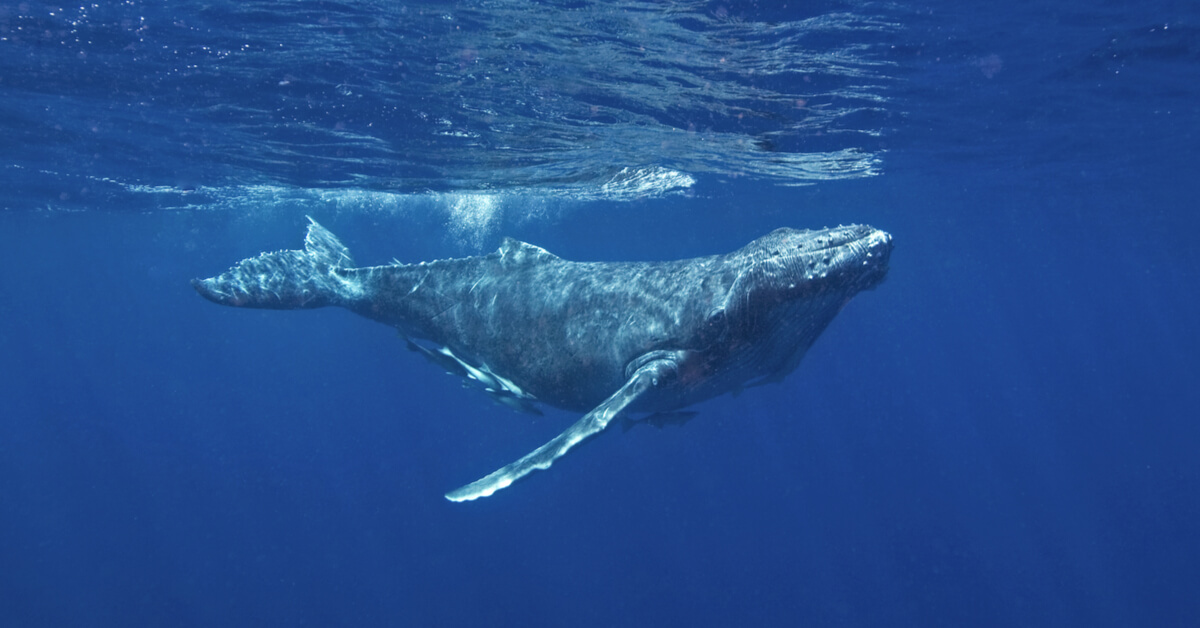 Les baleines deviendraient sourdes à cause du déminage en mer