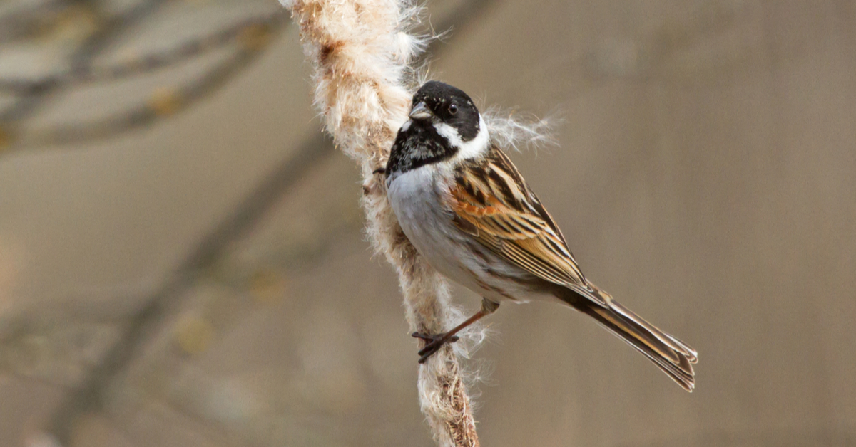 Dans la famille biodiversité ordinaire, protégeons le bruant des roseaux