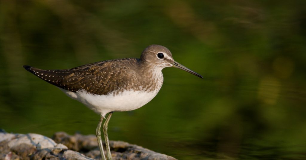 Dans la famille biodiversité ordinaire, protégeons le chevalier culblanc