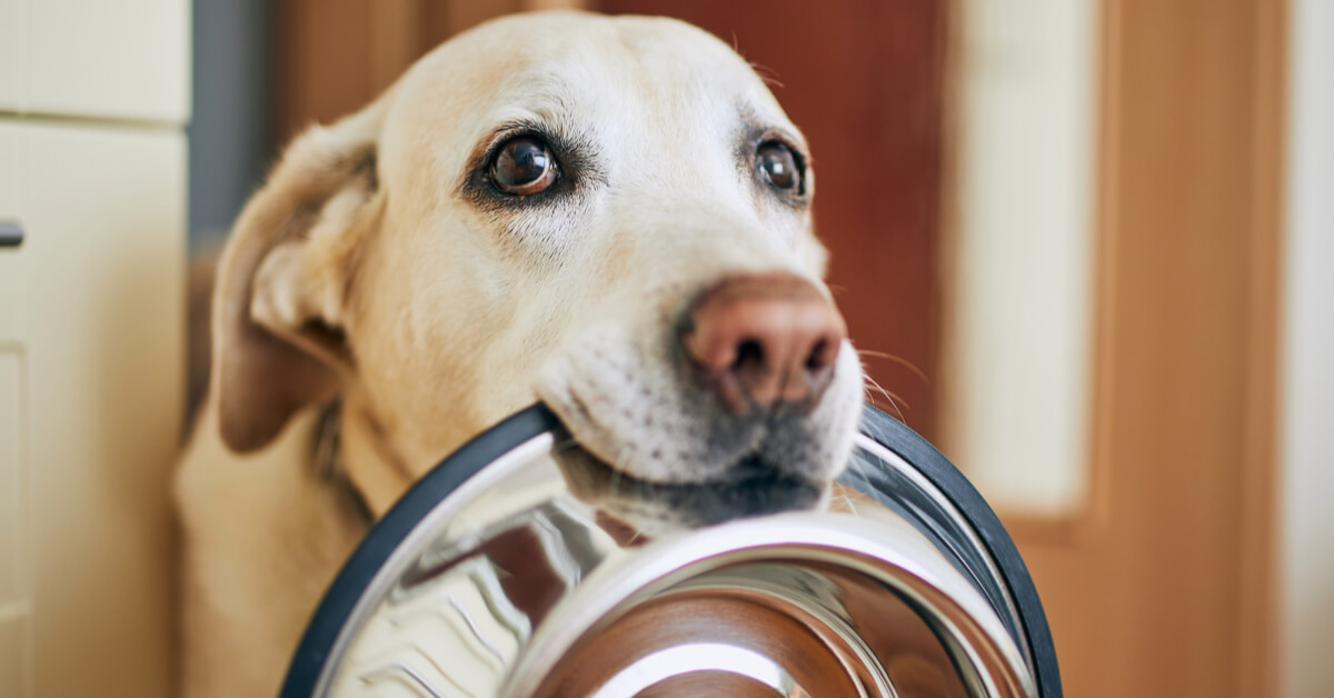 Animaux :  les secrets des industriels pour les rendre accros aux croquettes